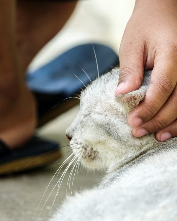 about-cat-img